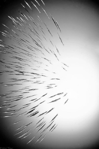 darts (Aeoliscus Strigatus) by Mathieu Foulquié 
